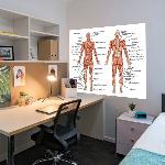 Anatomie - Les muscles humains (Thumb)